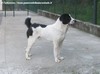 STORIE VERE SUI CANI DA GUARDIA (Video 4)